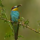 Meropos apiaster