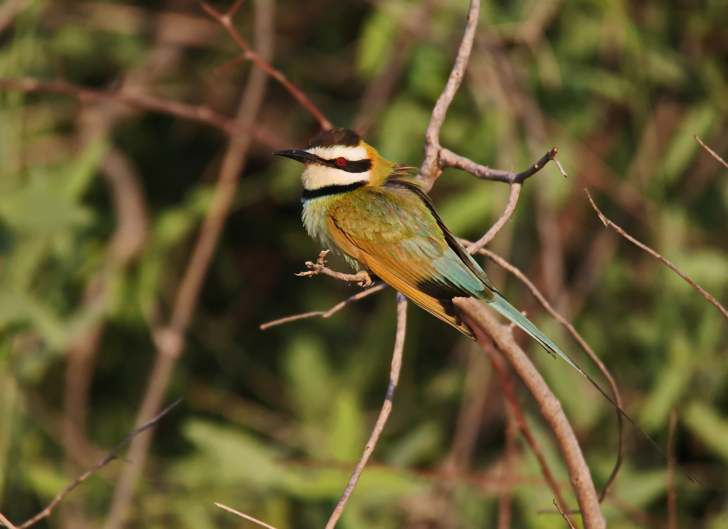 Merops albicollis