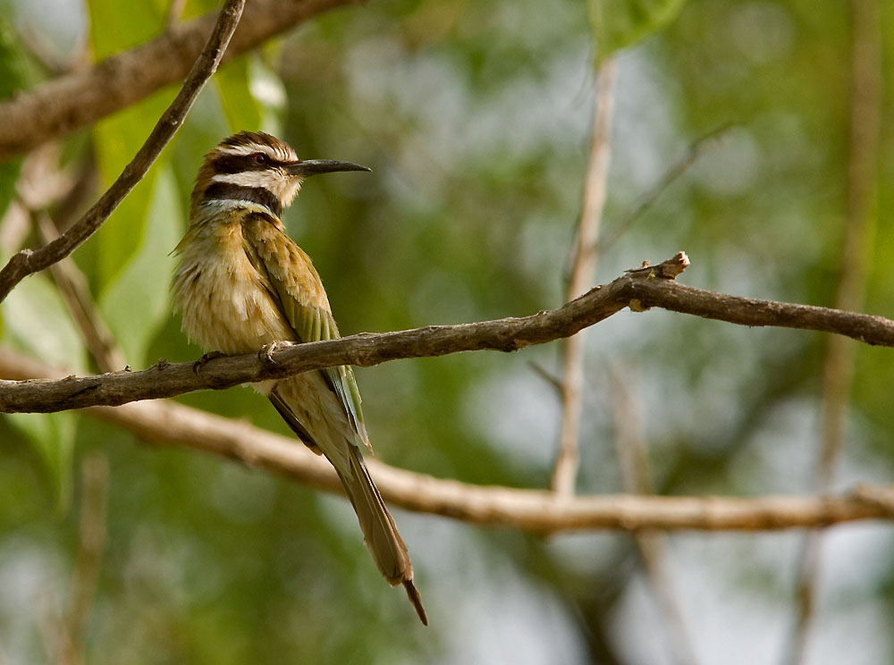 merops albicollis (white-throated bee-eater)