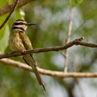 merops albicollis (white-throated bee-eater)