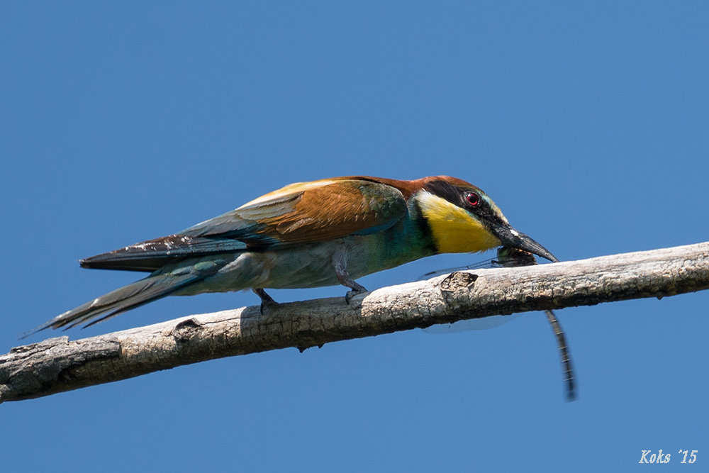 Merops apiaster