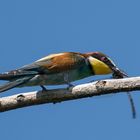 Merops apiaster