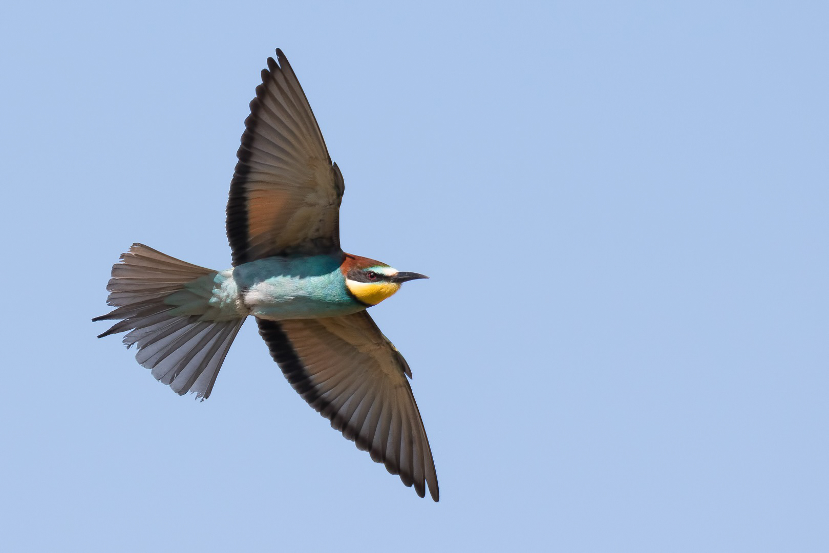 Merops Apiaster