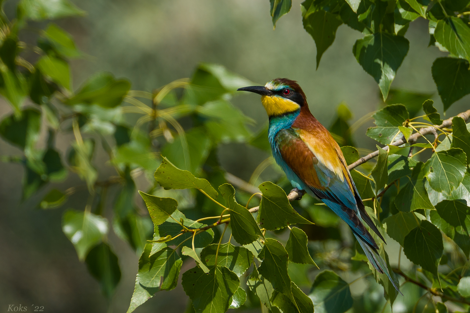 Merops apiaster