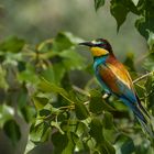 Merops apiaster