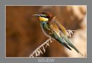 Merops Apiaster 2012 von Segura Carmona 