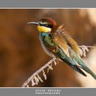 Merops Apiaster 2012