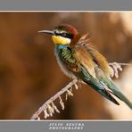 Merops Apiaster 2012