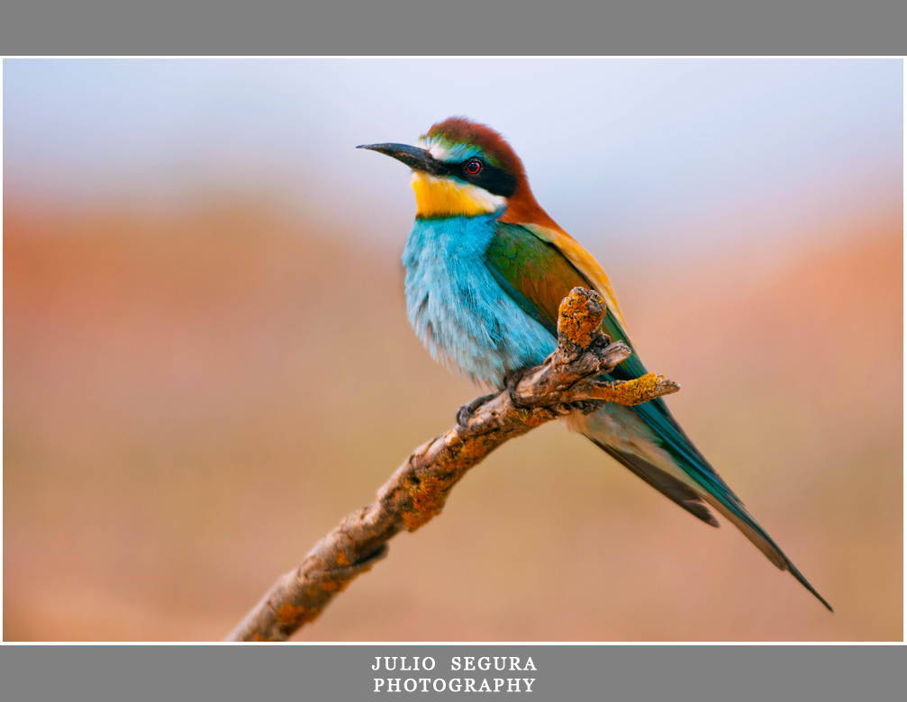 Merops Apiaster 2012