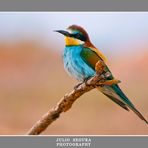 Merops Apiaster 2012