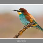 Merops Apiaster 2012