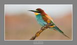 Merops Apiaster 2012 von Segura Carmona 