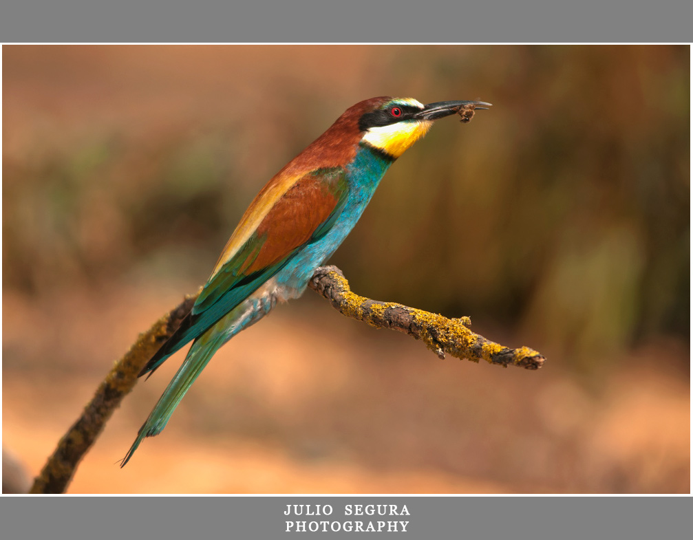 Merops Apiaster 2012