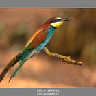 Merops Apiaster 2012