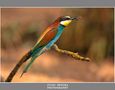 Merops Apiaster 2012 von Segura Carmona 