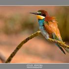 Merops Apiaster 2012