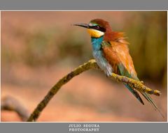 Merops Apiaster 2012