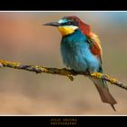 Merops  Apiaster   2013