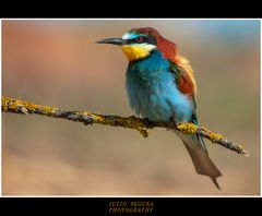 Merops  Apiaster   2013