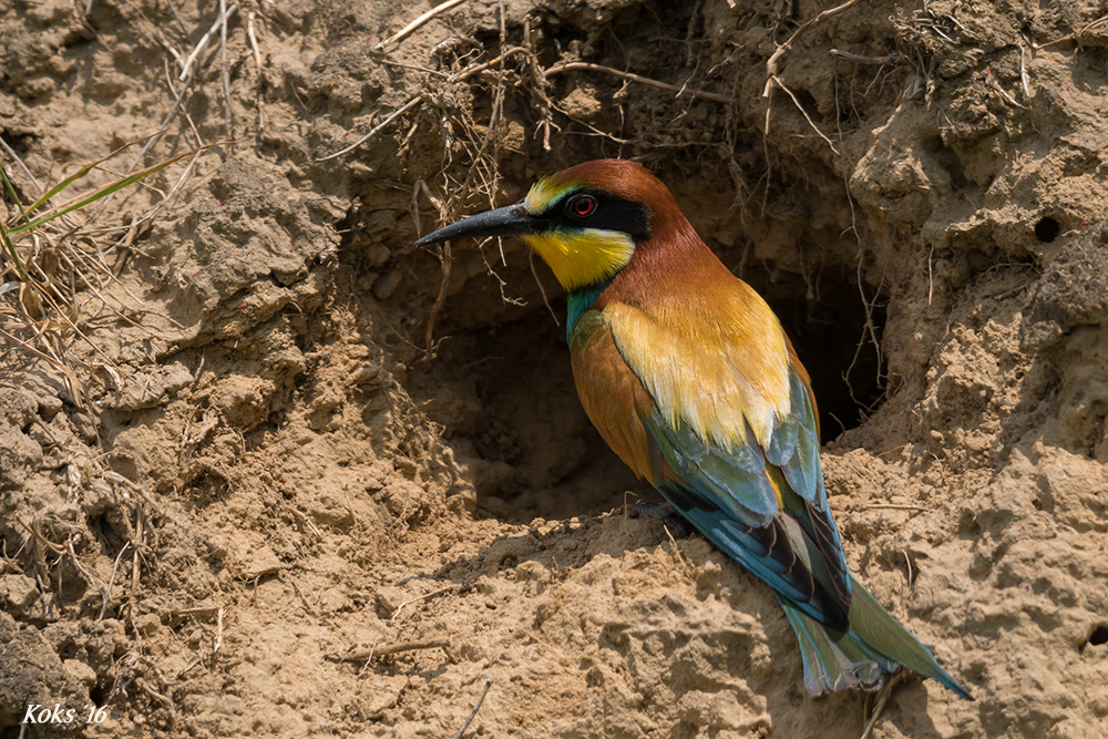 Merops apiaster