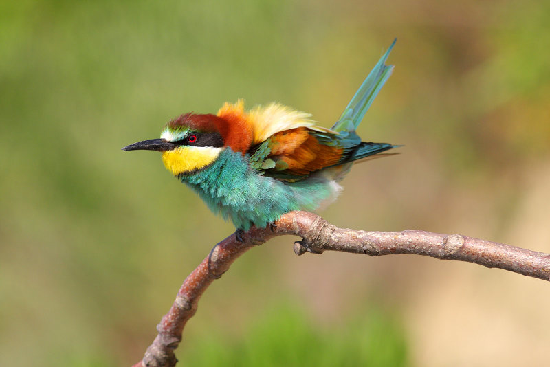 Merops Apiaster