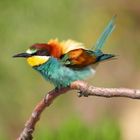 Merops Apiaster