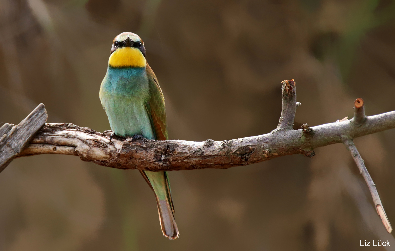 Merops apiaster