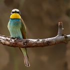 Merops apiaster