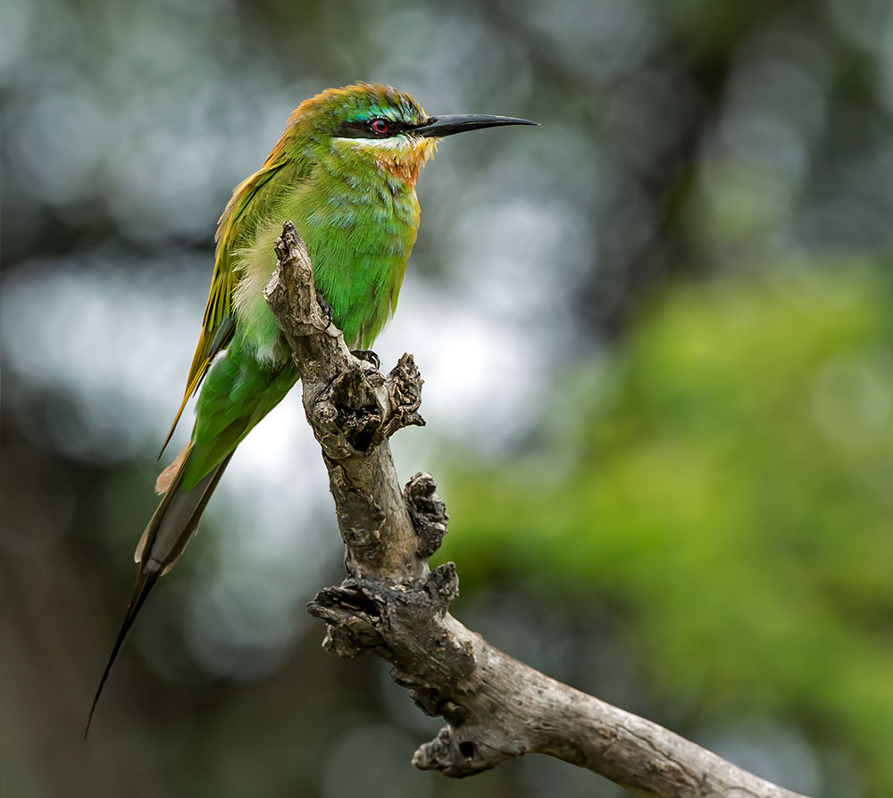 Merops apiaster