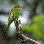 Merops apiaster