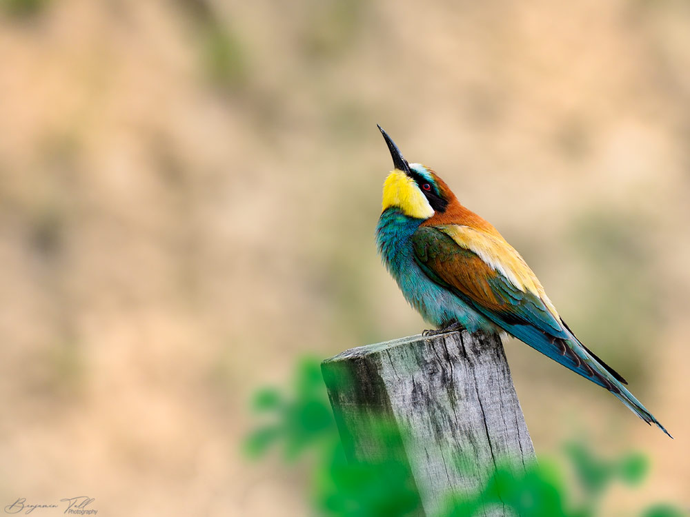 Merops apiaster