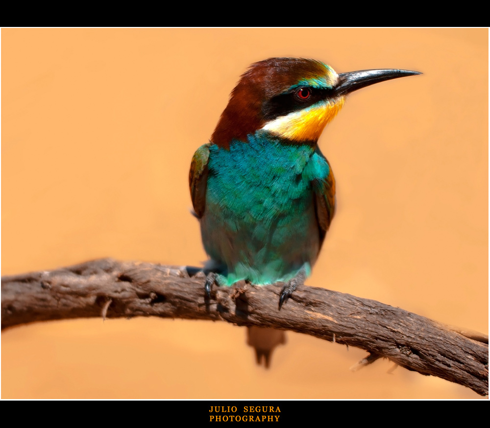 Merops Apiaster