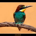 Merops Apiaster