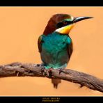 Merops Apiaster