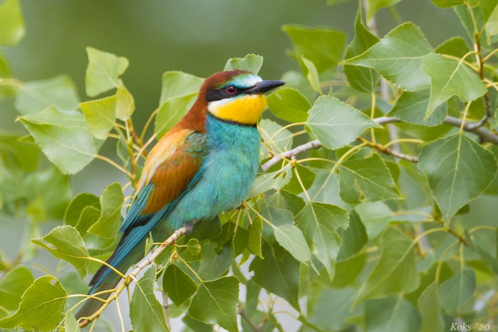 Merops apiaster