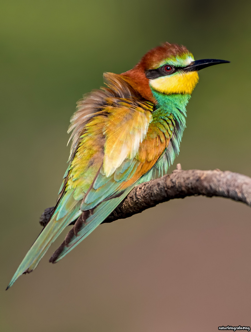 Merops apiaster