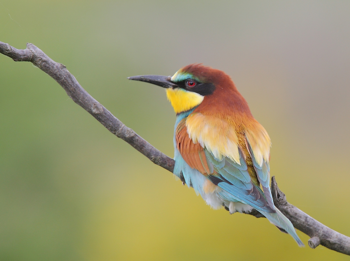 Merops apiaster