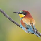 Merops apiaster