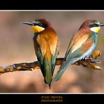 Merops Apiaster