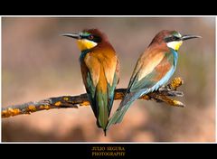 Merops Apiaster