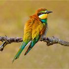 Merops apiaster (abejaruco)