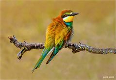 Merops apiaster (abejaruco)