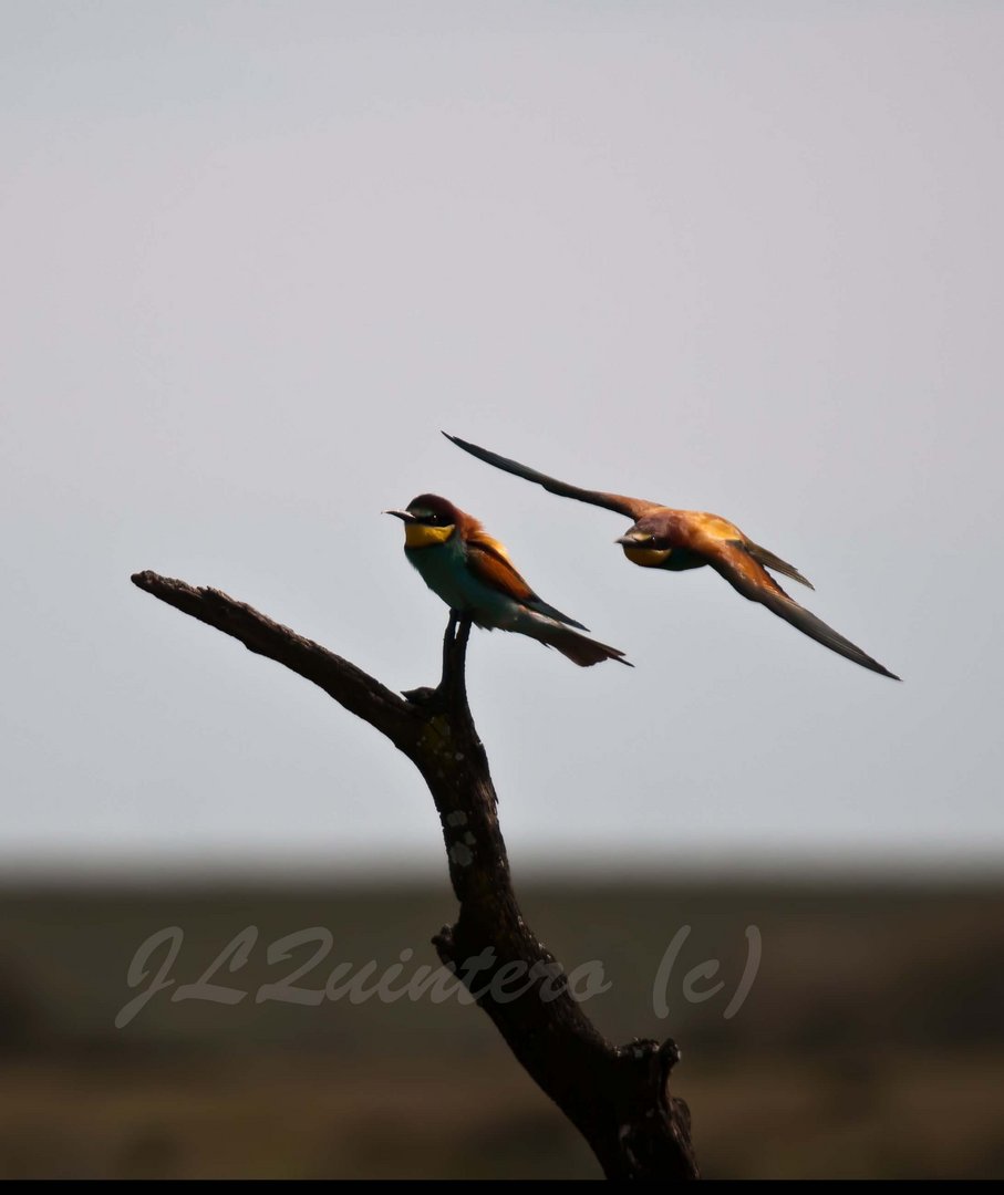 Merops apiaster (Abejaruco)