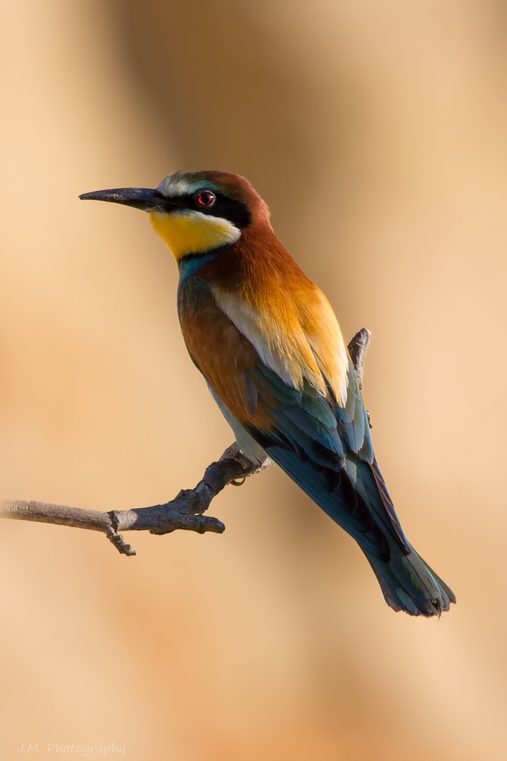 Merops apiaster - Bienenfresser 