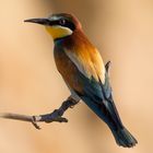 Merops apiaster - Bienenfresser 