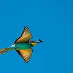 merops apiaster