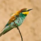 Merops apiaster