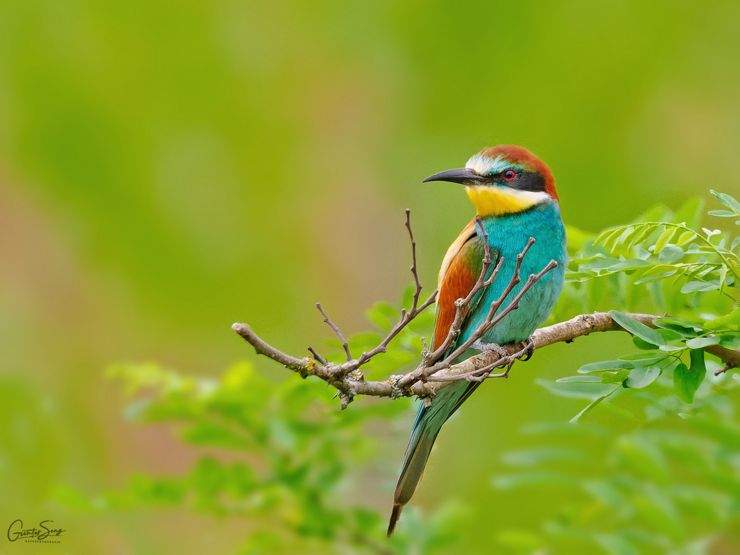 Merops apiaster....