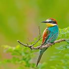 Merops apiaster....