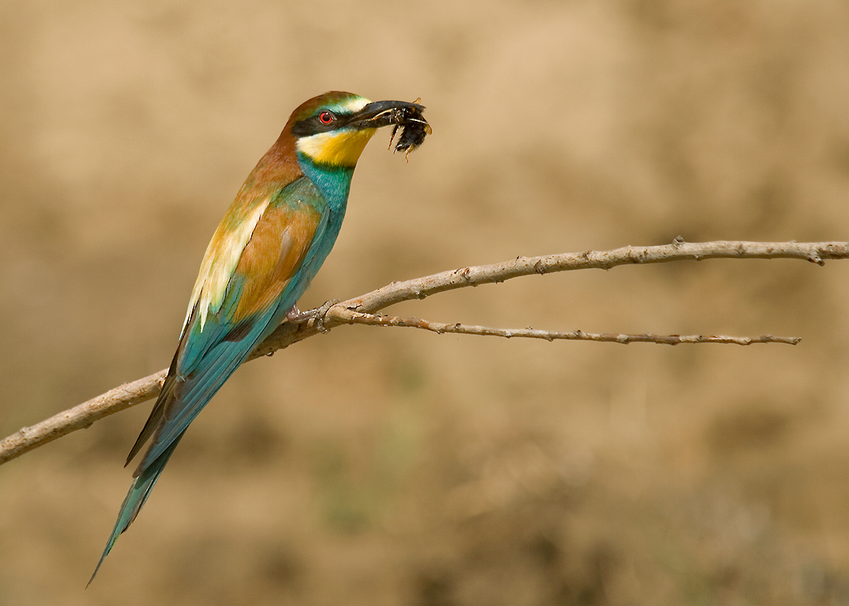 merops apiaster